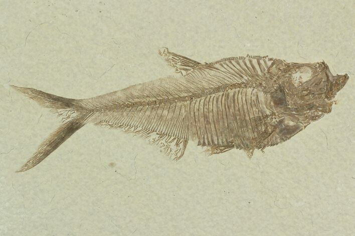 Detailed, Diplomystus Fossil Fish - Wyoming #92890